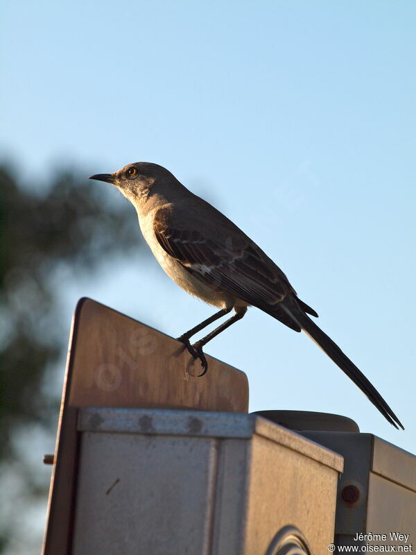 Northern Mockingbird