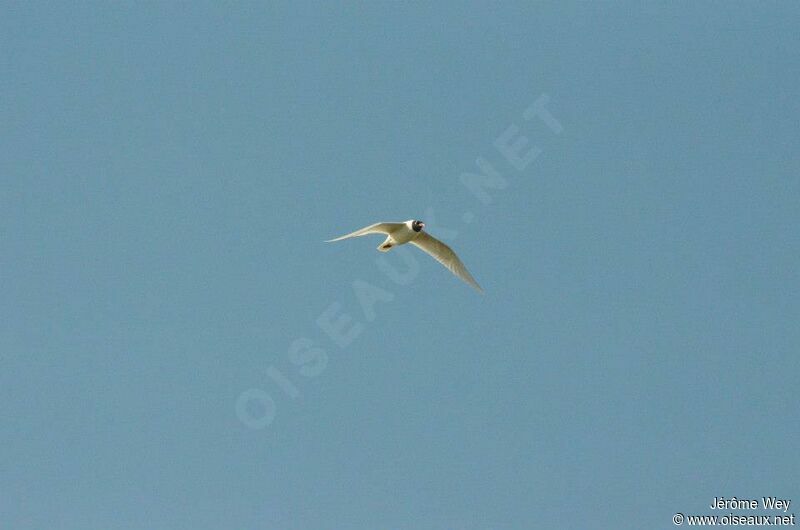 Mediterranean Gull