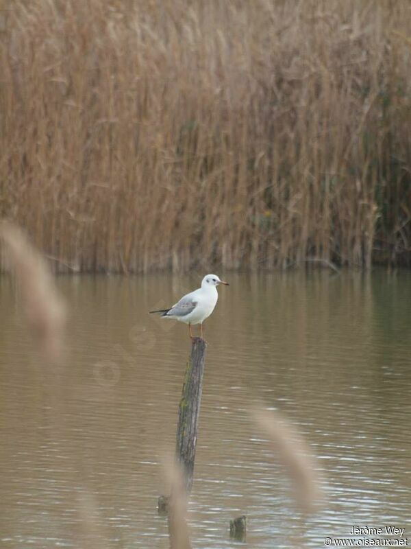 Mouette rieuse