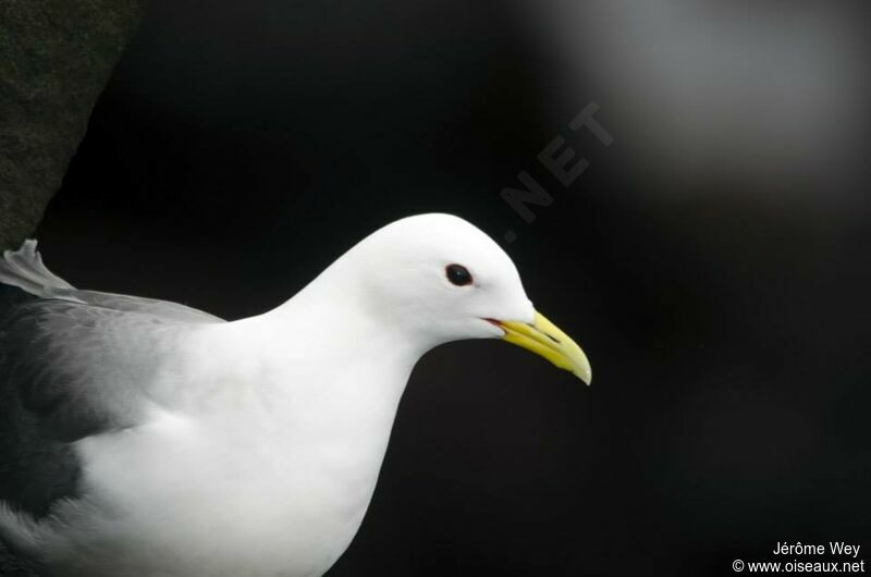 Mouette tridactyle