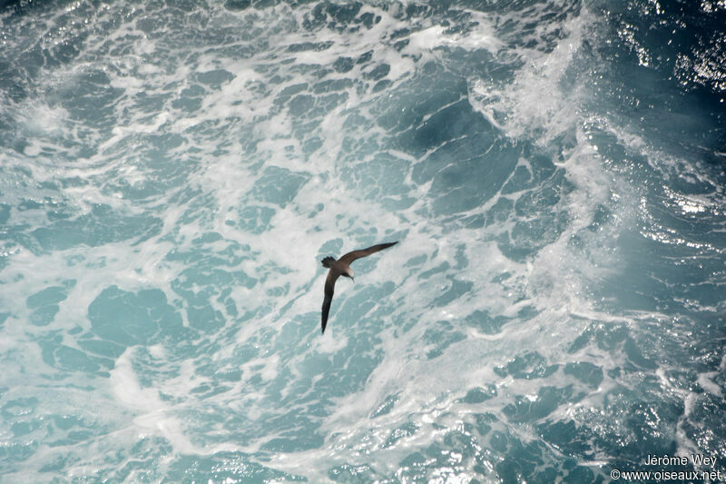 Brown Noddy