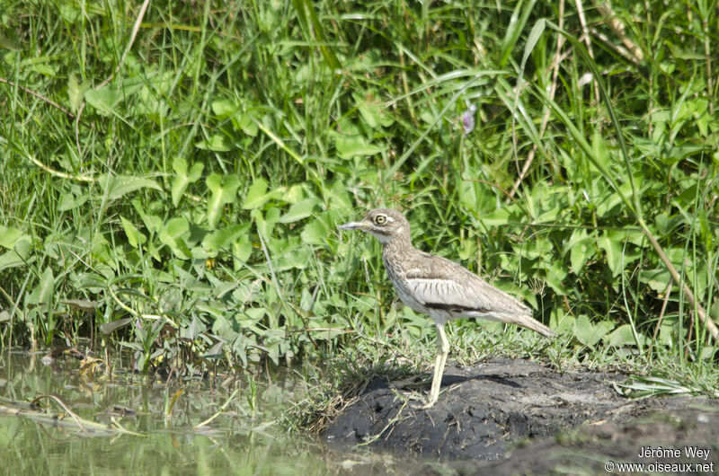 Water Thick-knee