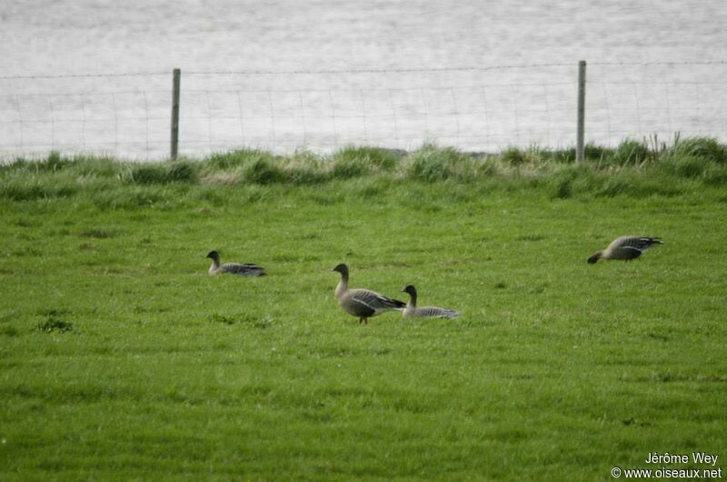 Pink-footed Goose