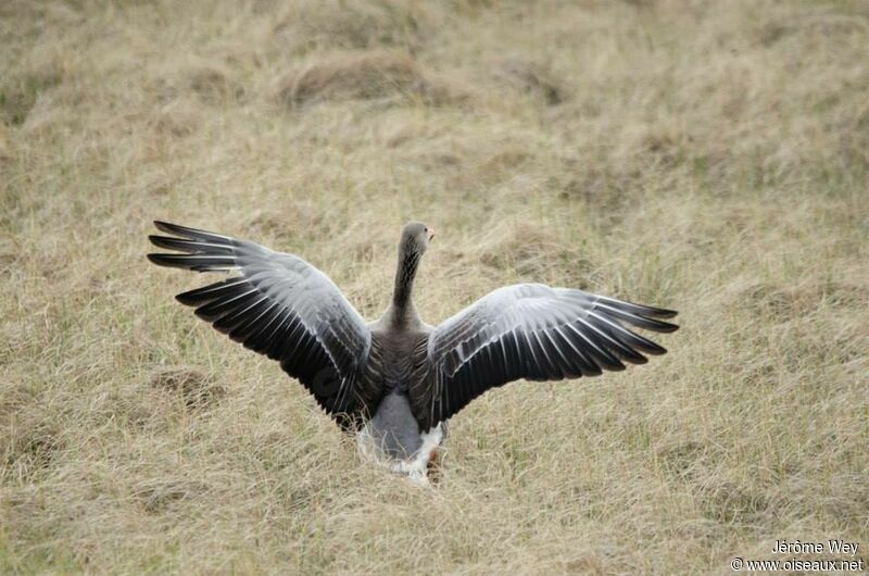 Greylag Goose