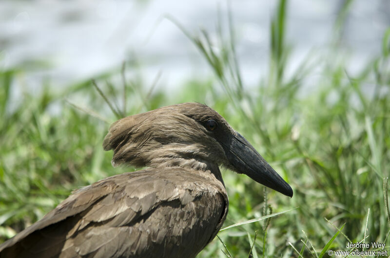 Hamerkop