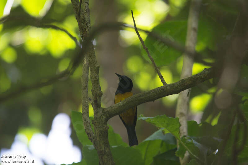 Montserrat Oriole male adult