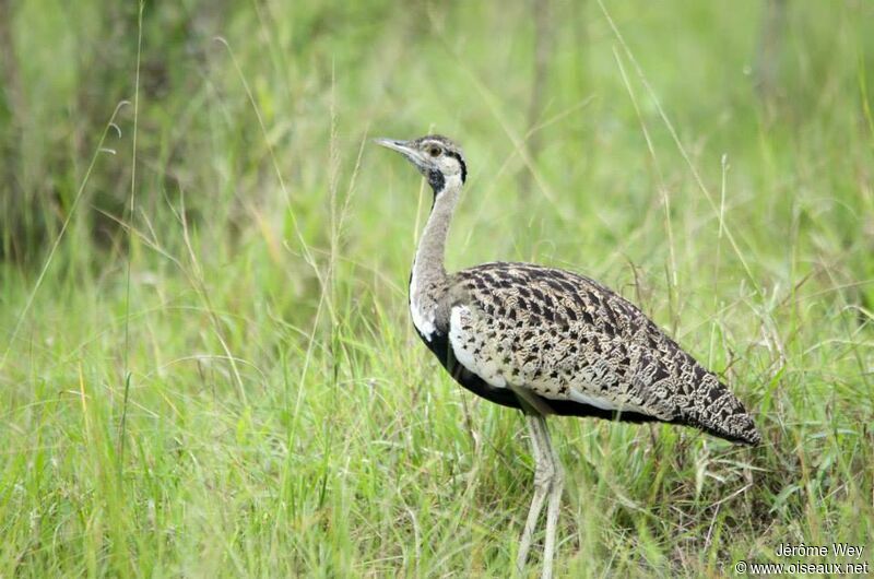 Black-bellied Bustard