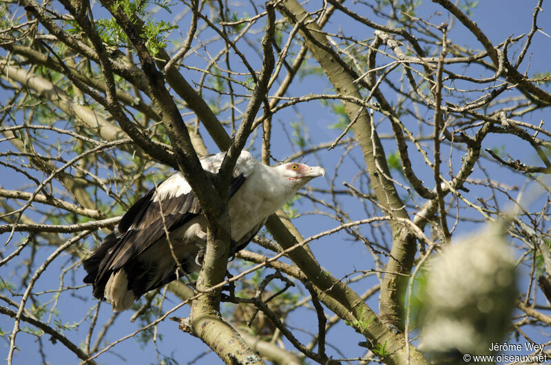 Palm-nut Vulture