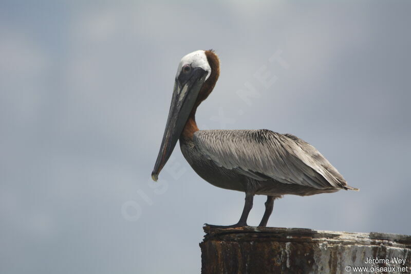 Brown Pelicanadult breeding, identification