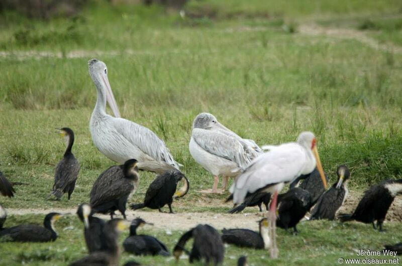 Pélican gris