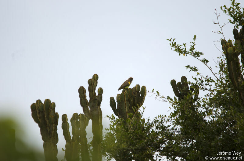 Meyer's Parrot