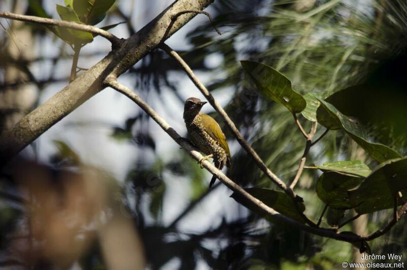 Brown-eared Woodpecker