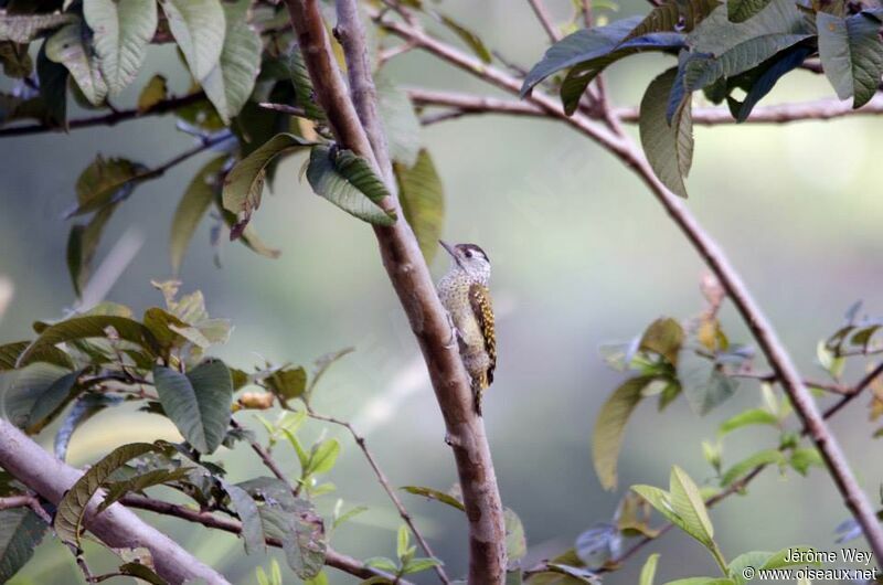 Speckle-breasted Woodpecker female