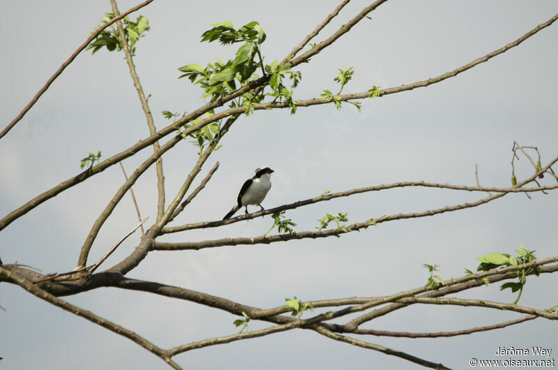 Pie-grièche à dos gris