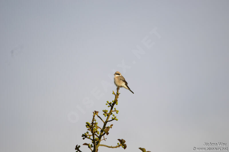 Lesser Grey Shrike