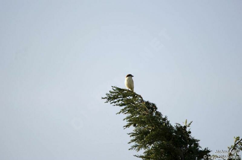 Woodchat Shrike