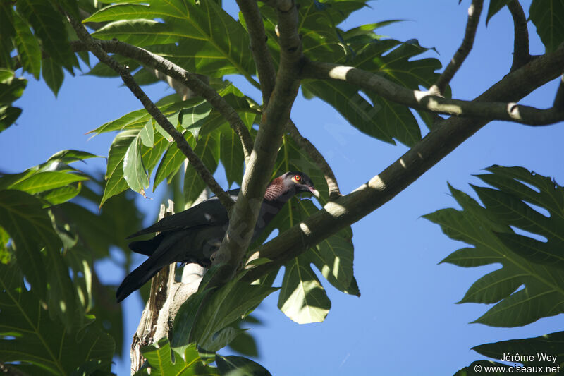 Pigeon à cou rouge