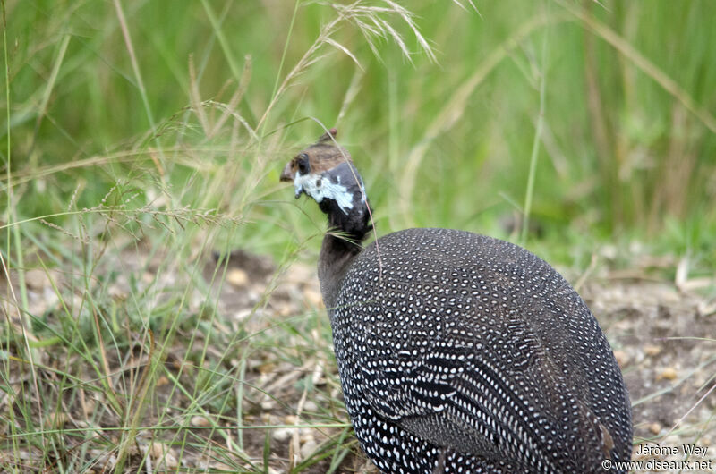 Helmeted Guineafowl