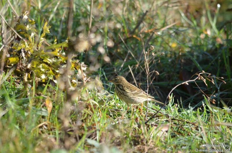 Pipit farlouse