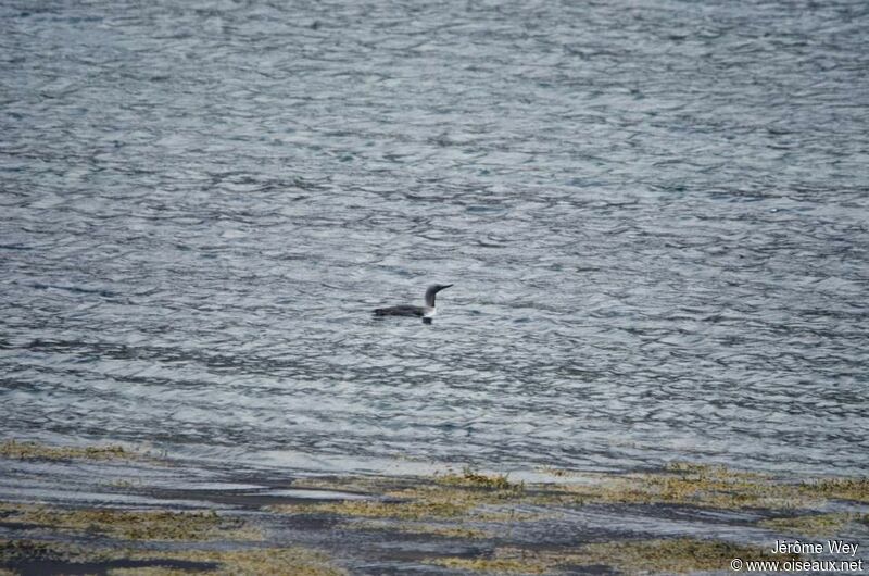 Red-throated Loon