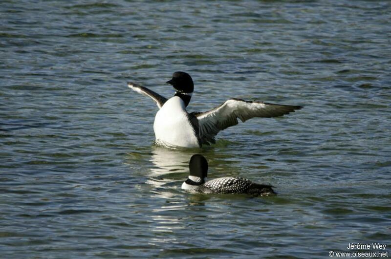 Common Loon