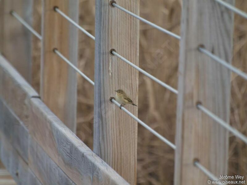 Common Chiffchaff