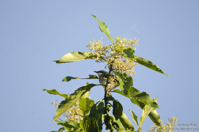 White-chinned Prinia