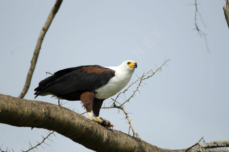 African Fish Eagle