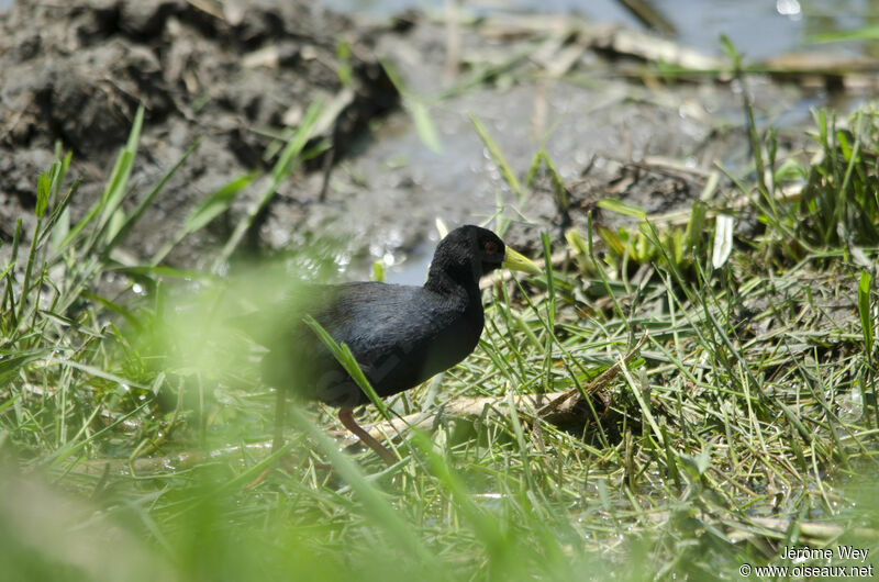 Black Crake