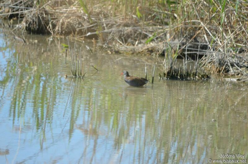 Water Rail