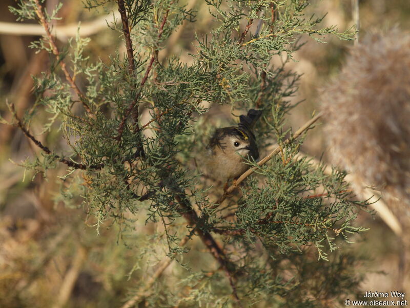 Goldcrest