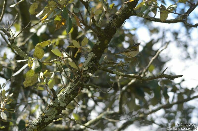 Common Firecrest