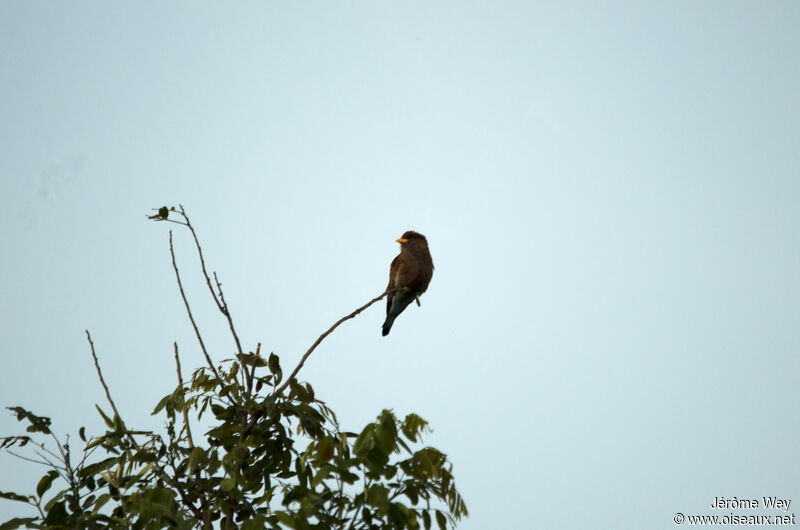 Broad-billed Roller