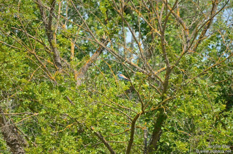 European Roller