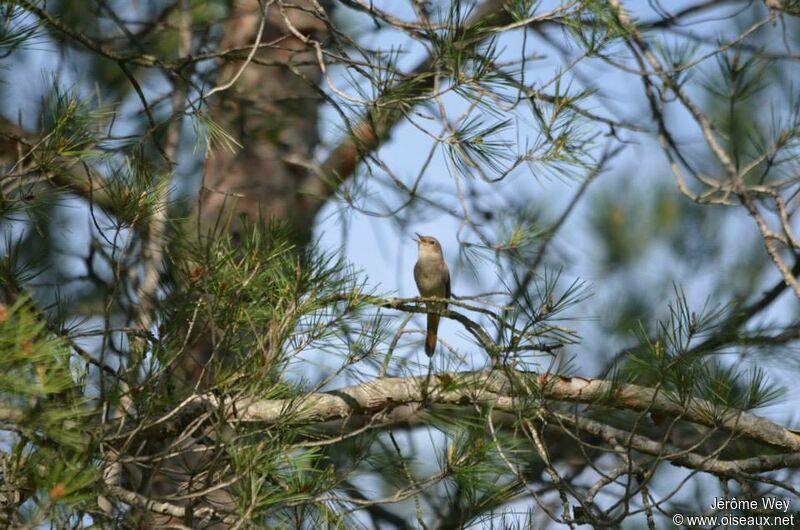 Common Nightingale