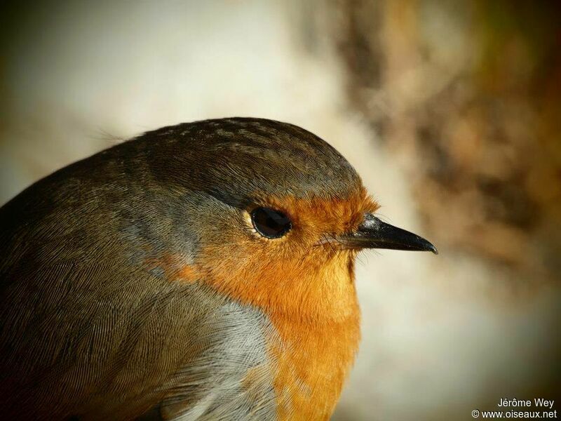 European Robin