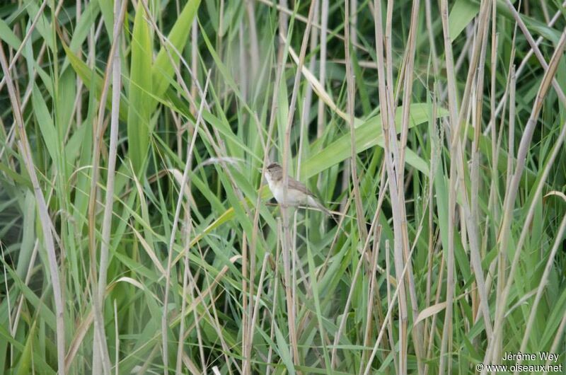 Great Reed Warbler