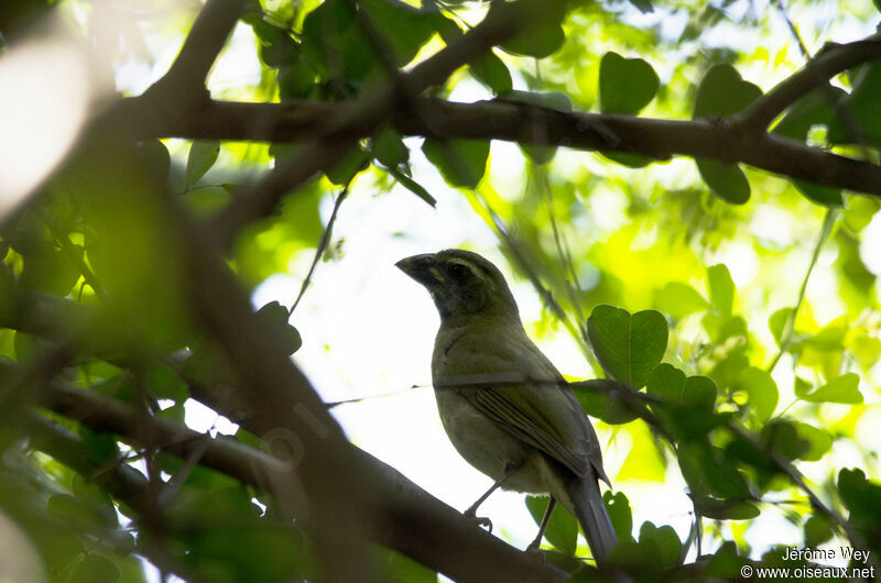 Lesser Antillean Saltator