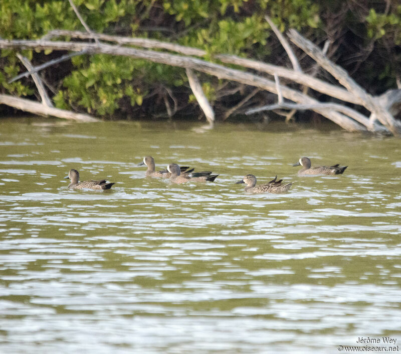 Blue-winged Teal