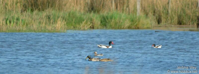 Garganey