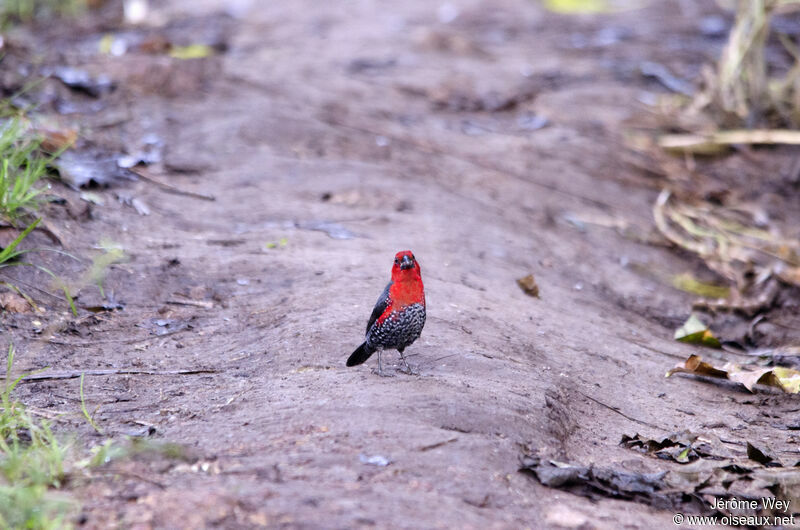 Sénégali à tête rouge