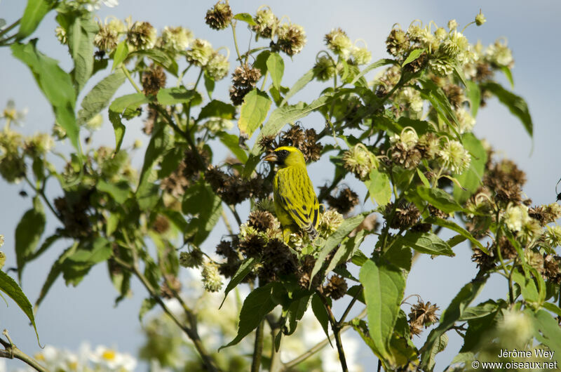 Serin à diadème