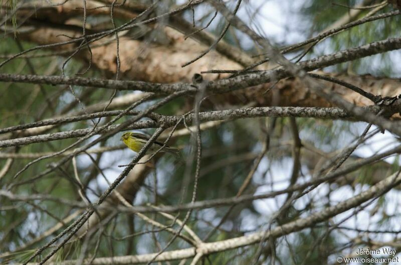 European Serin