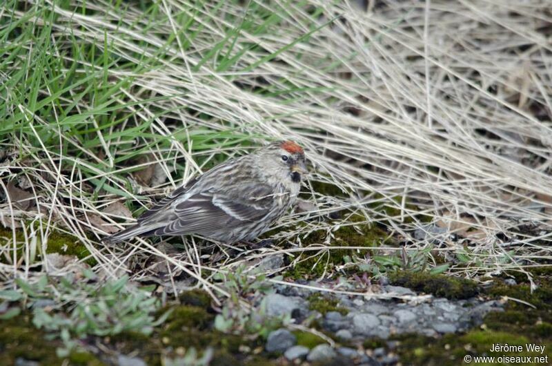 Common Redpoll