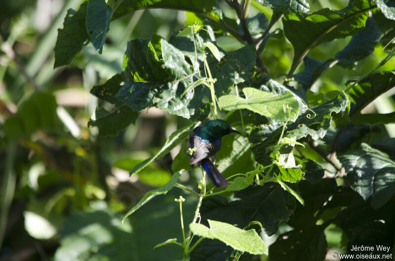 Collared Sunbird