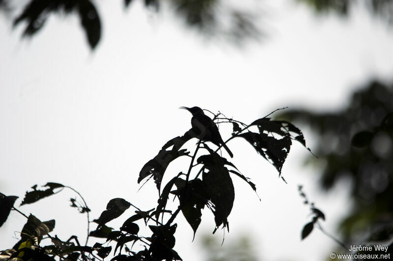 Blue-throated Brown Sunbird