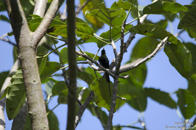 Bronzy Sunbird