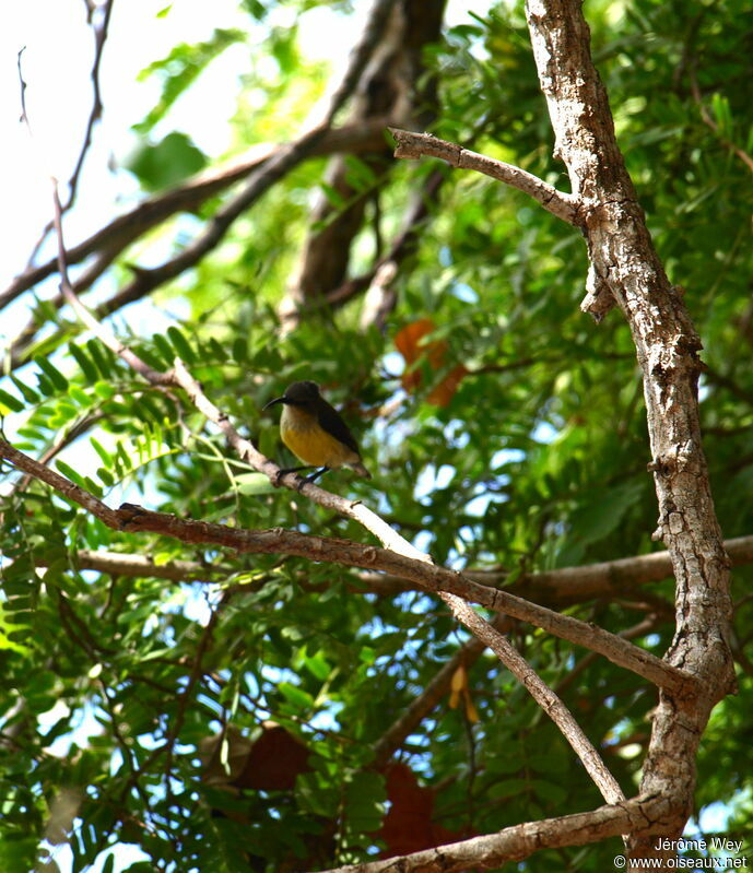 Souimanga de Mayotte