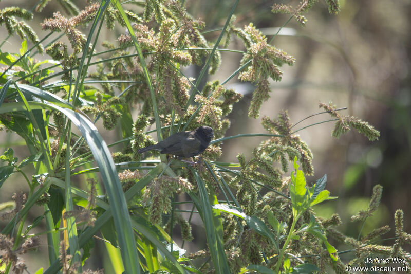 Black-faced Grassquit