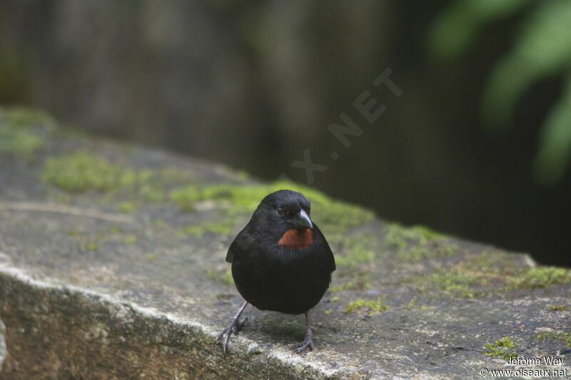 Lesser Antillean Bullfinch